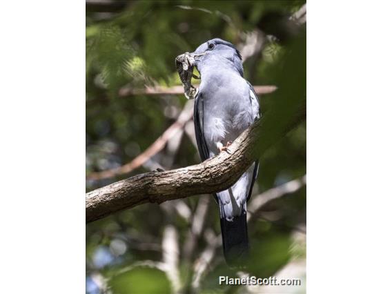 Cuckoo Roller (Leptosomus discolor)