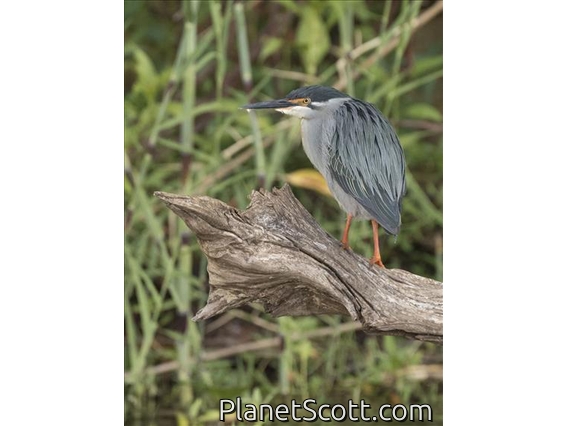 Little Heron (Butorides atricapilla)