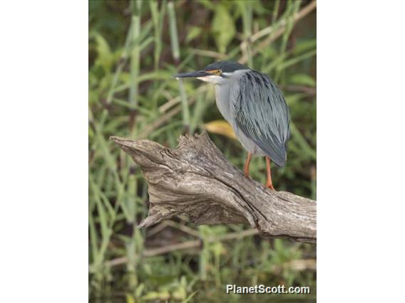 Striated Heron (Butorides striata)