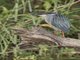 Little Heron (Butorides atricapilla)