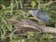 Striated Heron (Butorides striata)