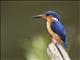 Malagasy Kingfisher (Corythornis vintsioides)