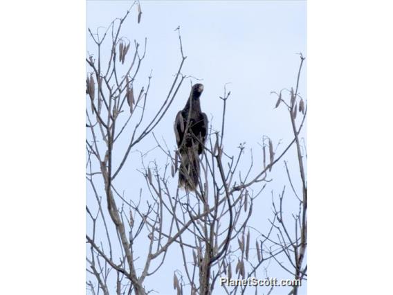 Greater Vasa-Parrot (Coracopsis vasa)