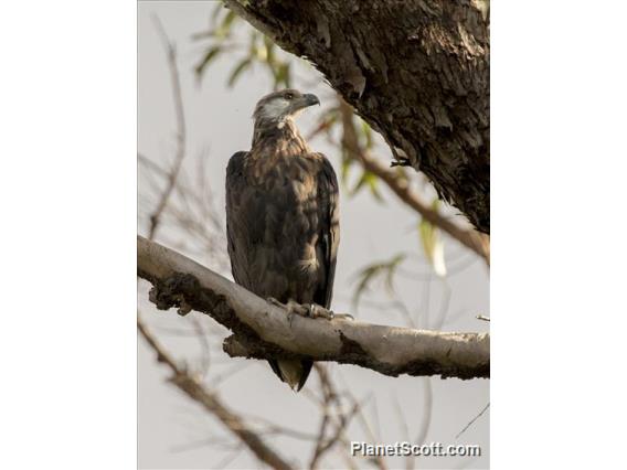 Madagascar Fish-Eagle (Icthyophaga vociferoides)