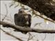 Madagascar Fish-Eagle (Haliaeetus vociferoides)