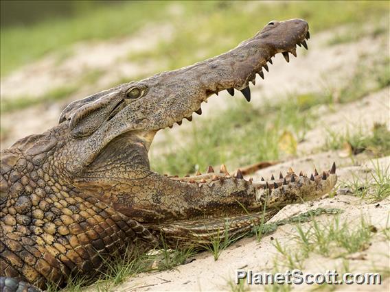 Nile Crocodile (Crocodylus niloticus)