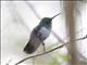 Blue-chested Hummingbird (Amazilia amabilis)