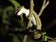 Gunthers Leaf-tailed Gecko (Uroplatus guentheri)