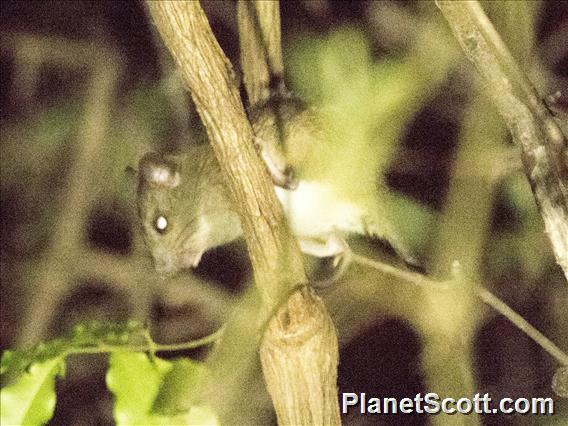 Dormouse Tufted-tailed Rat (Eliurus myoxinus)