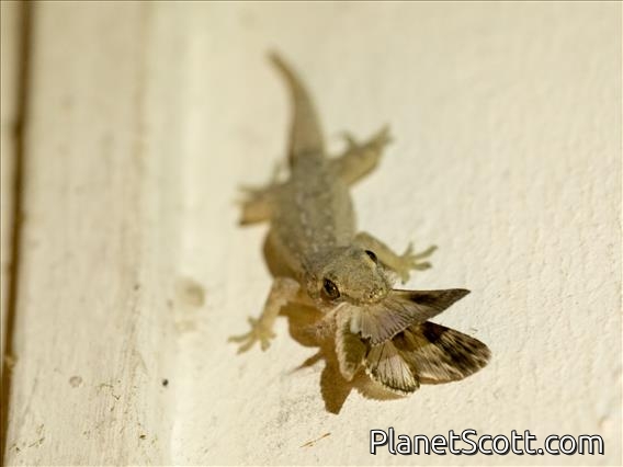 Images for Reptiles