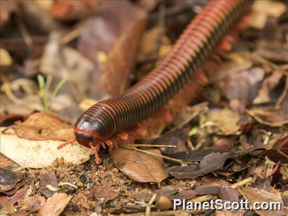 Giant Millipede (Sechelleptus ssp)