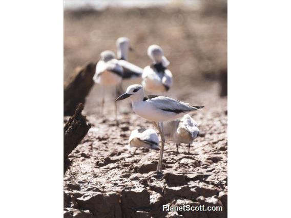 Crab-Plover (Dromas ardeola)