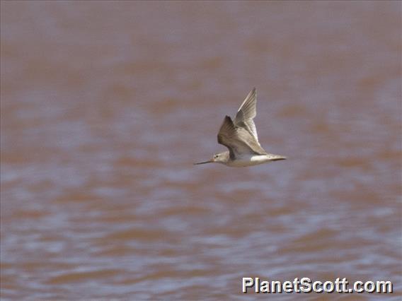 Terek Sandpiper (Xenus cinereus)