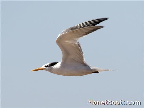 Lesser Crested Tern (Thalasseus bengalensis)