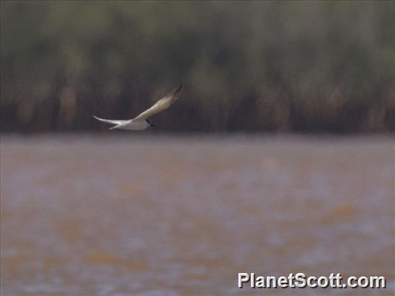 Saunders's Tern (Sternula saundersi)