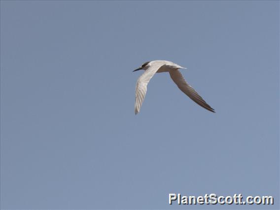 Roseate Tern (Sterna dougallii)