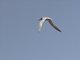 Little Tern (Sternula albifrons)