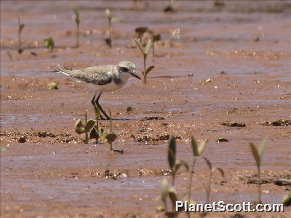 Greater Sand-Plover (Anarhynchus leschenaultii)