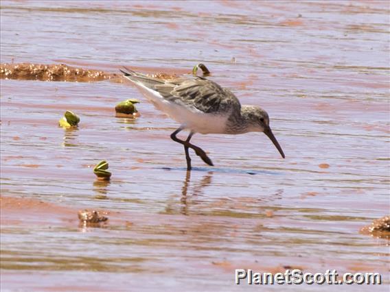 Curlew Sandpiper (Calidris ferruginea)