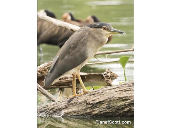 Black-crowned Night-Heron (Nycticorax nycticorax)