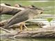 Black-crowned Night-Heron (Nycticorax nycticorax)