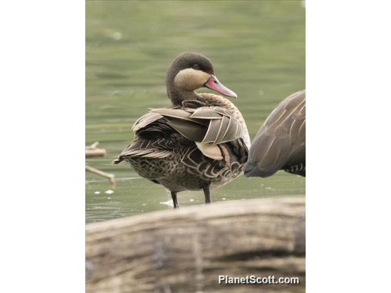 Red-billed Duck (Anas erythrorhyncha)