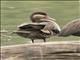 Red-billed Duck (Anas erythrorhyncha)