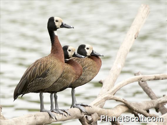 White-faced Whistling-Duck (Dendrocygna viduata)