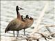 White-faced Whistling-Duck (Dendrocygna viduata)