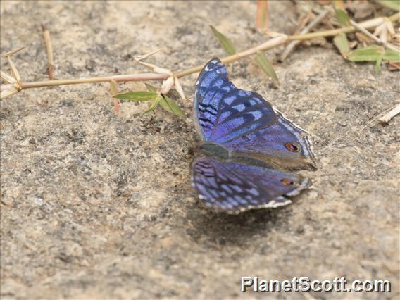 Brilliant Blue (Junonia rhadama)