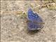 Brilliant Blue (Junonia rhadama)