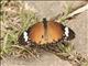 Plain Tiger (Danaus  chrysippus)