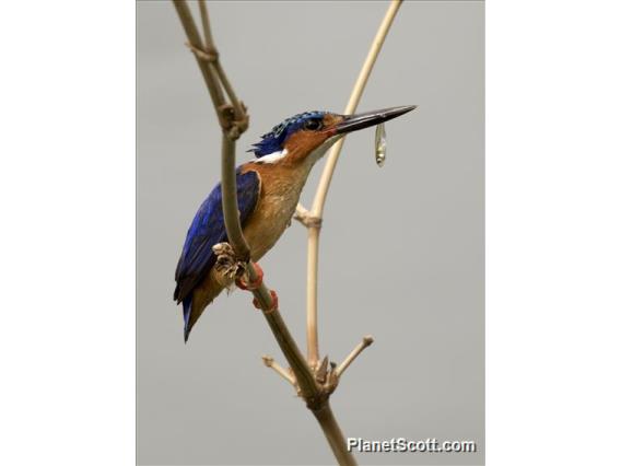 Malagasy Kingfisher (Corythornis vintsioides)