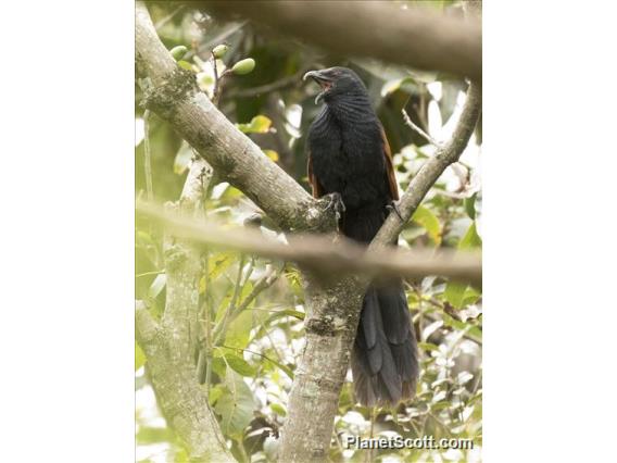 Madagascar Coucal (Centropus toulou)