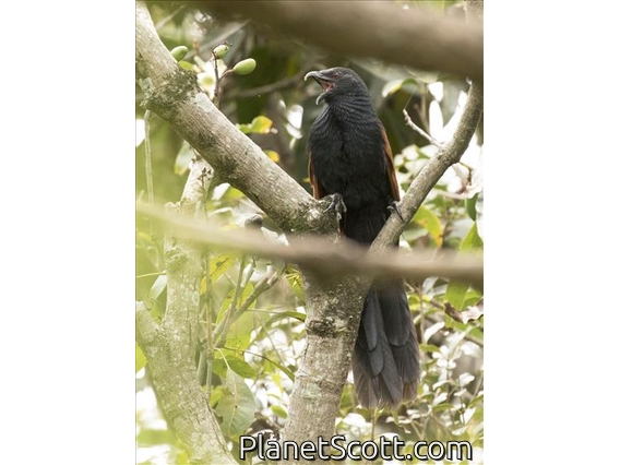 Malagasy Coucal (Centropus toulou)
