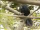 Madagascar Coucal (Centropus toulou)