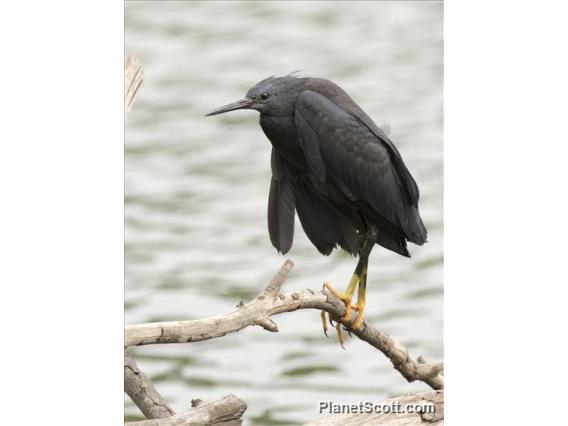 Black Heron (Egretta ardesiaca)