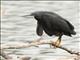 Black Heron (Egretta ardesiaca)