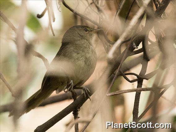 Madagascar Brush-Warbler (Nesillas typica)