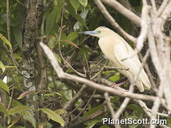 Madagascar Pond-Heron (Ardeola idae)