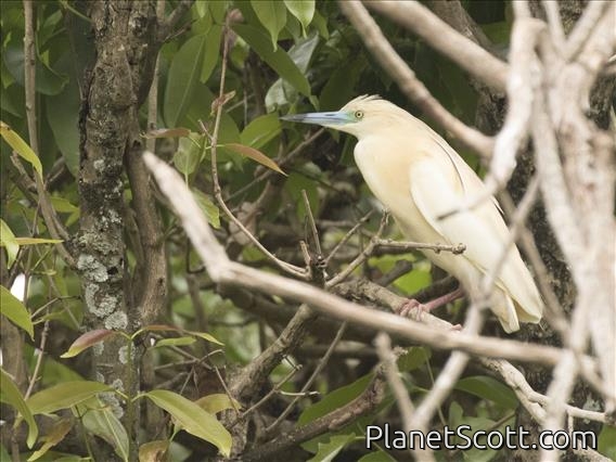Malagasy Pond-Heron (Ardeola idae)