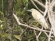Malagasy Pond-Heron (Ardeola idae)