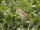 Squacco Heron (Ardeola ralloides)