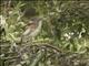 Madagascar Pond-Heron (Ardeola idae)