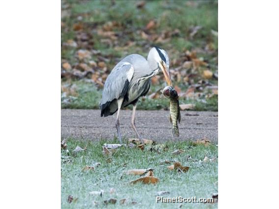 Gray Heron (Ardea cinerea)