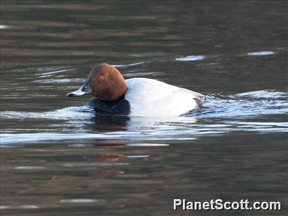 Common Pochard (Aythya ferina)