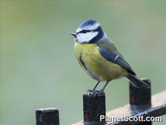 Eurasian Blue Tit (Cyanistes caeruleus)