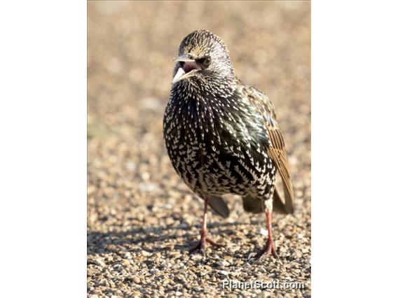 European Starling (Sturnus vulgaris)