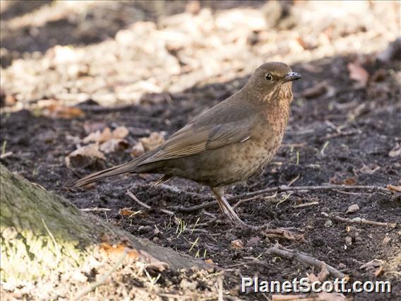 Eurasian Blackbird (Turdus merula)