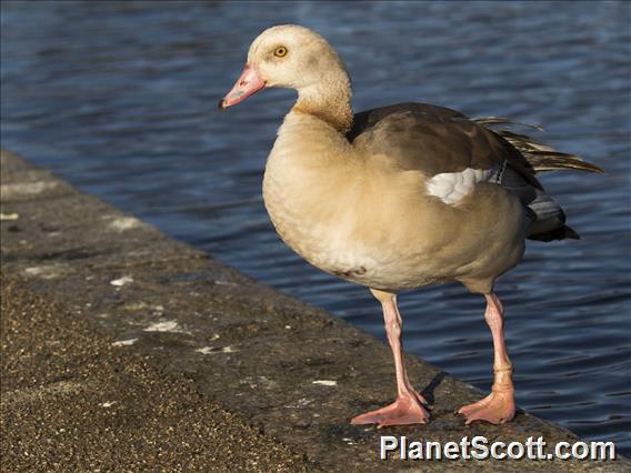 Egyptian Goose (Alopochen aegyptiaca)